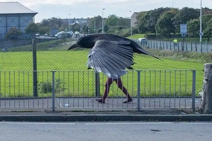 The Crow That Stood Tall